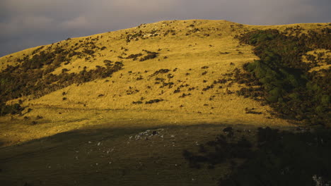 Lapso-De-Tiempo,-Las-Ovejas-Pastan-En-La-Montaña-Mientras-El-Sol-Poniente-Arroja-Su-Luz