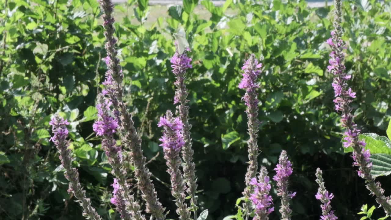 замедленная макросъемка маленькой капустной бабочки pieris rapae, мигрирующей с растения на растение, чтобы питаться сладким нектаром из сахарной воды, второй ролик из четырех роликов