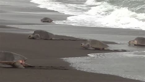 Las-Tortugas-Marinas-Ridley-Suben-A-Una-Playa-En-México-1