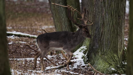 Deer-rub-antlers-on-a-tree-branch-to-shed-velvet,-mark-territory-in-Czech-Forest