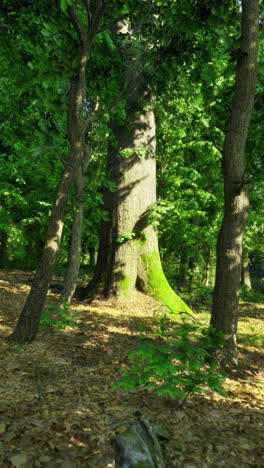 lush green forest with sunlight filtering through trees near a serene lake
