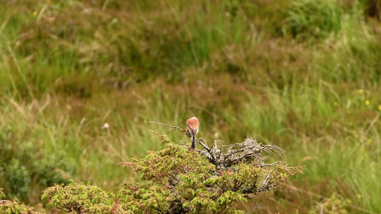 Adult male Red-Backed Shrike perched on bush feeds on freshly caught butterfly.