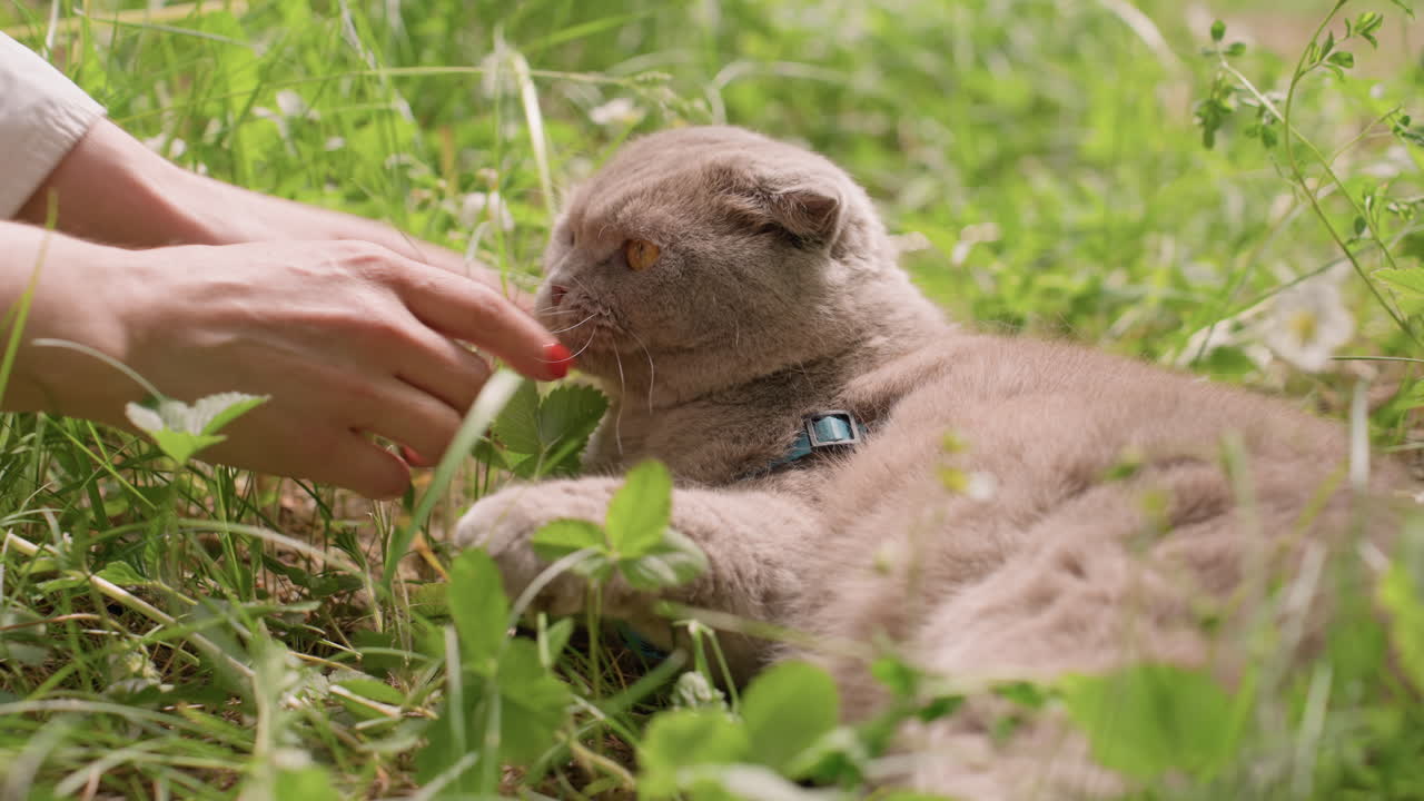 Serene Feline Relaxes Under Warm Sunlight, Tranquil Cat Enjoys Affectionate Touch In Lush Meadow, Relaxed Feline With Closed Eyes Basks In Soothing Outdoor Sunlight During Gentle Petting