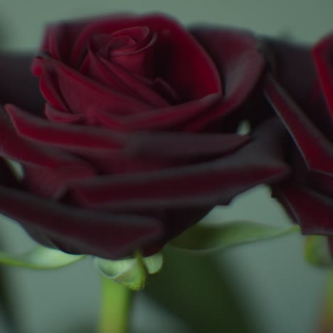 red rose background