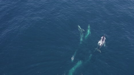 Ballenas-Jorobadas-Nadando-En-El-Mar-Azul-Vienen