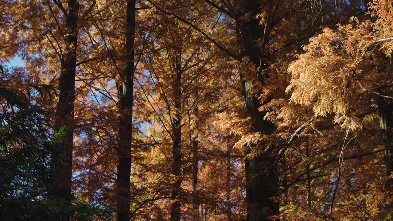 Beautiful Zelkova Trees inside Japanese public park with falling leafs in fall