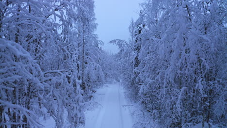 snow bent trees over remote narrow small forest road by dawn