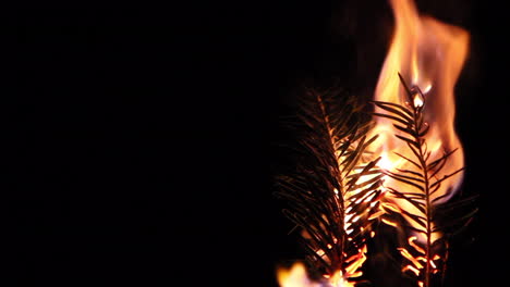 branch of pine tree slowly burning until extinguishment