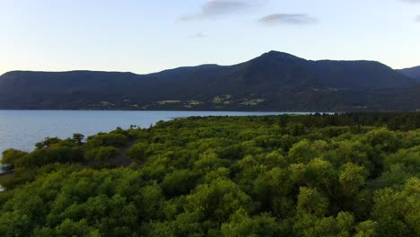 imágenes aéreas de drones de plantas en la base de las montañas, que muestran una diversidad de vegetación y belleza natural