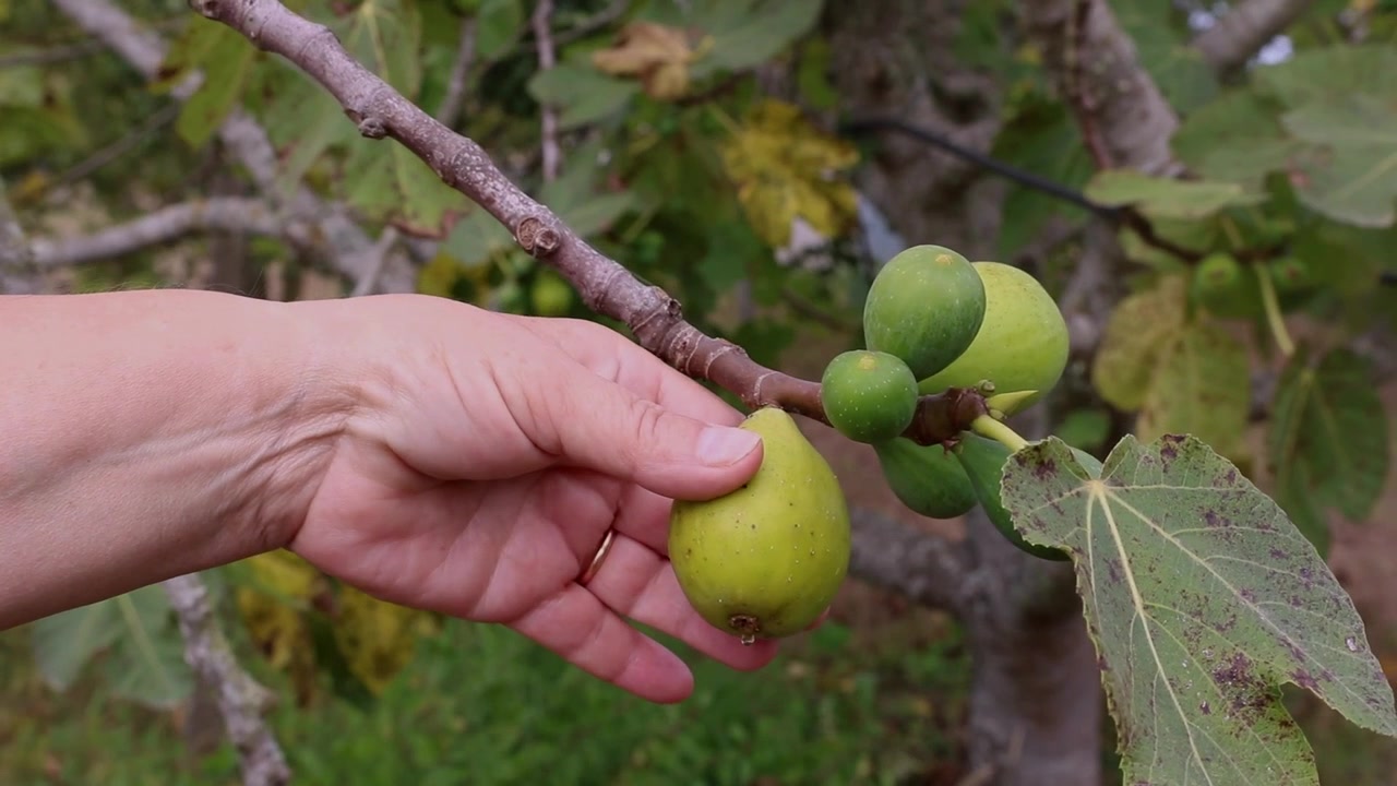 Close up of hand picking ripe fig from tree branch with fresh fruit growing naturally among green leaves. Healthy homegrown harvest in orchard during natural daylight