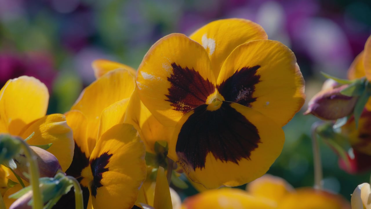 Primo piano di un fiore di viola del pensiero giallo che cresce in giardino. Slow motion