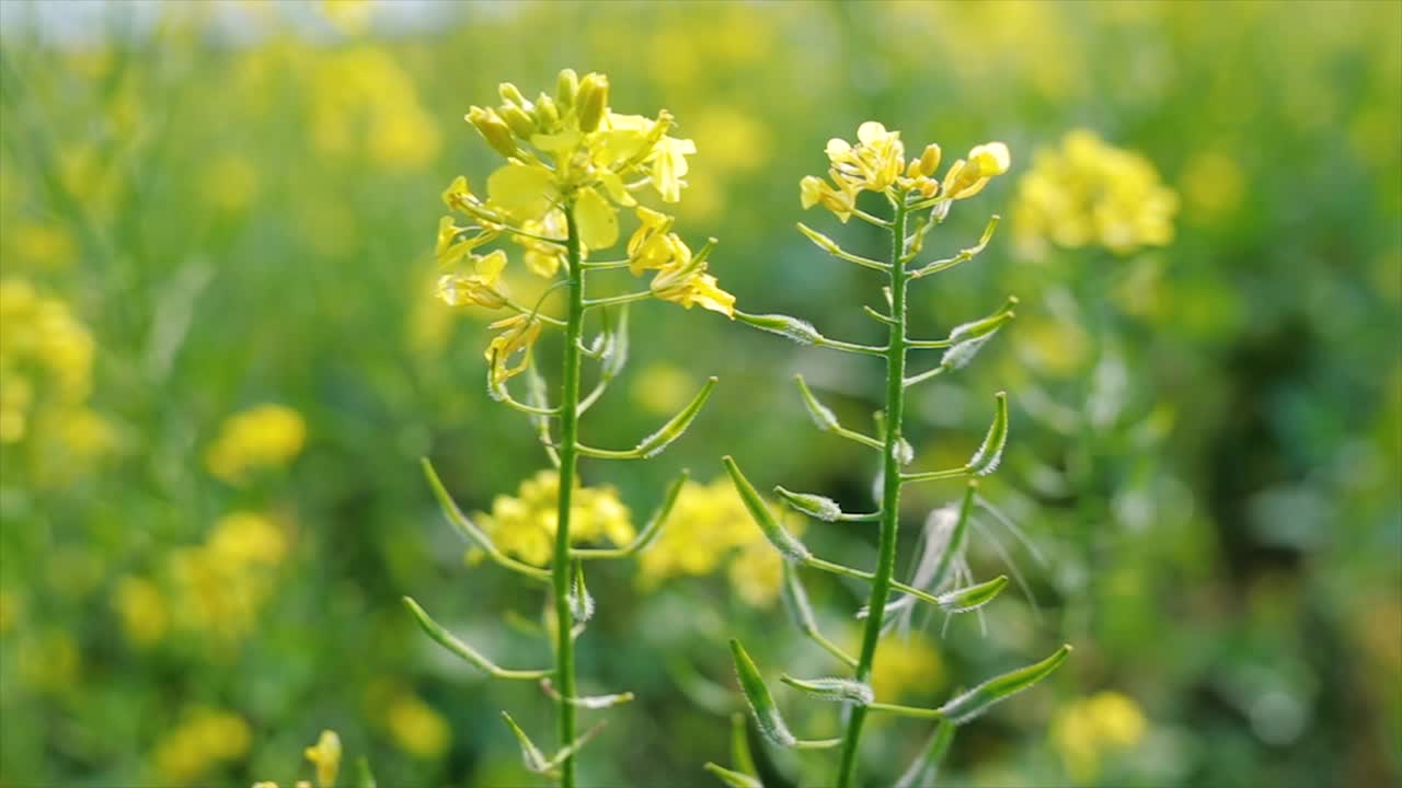 Mustard flowers. Mustard &ndash; mystical flower of happiness and health.