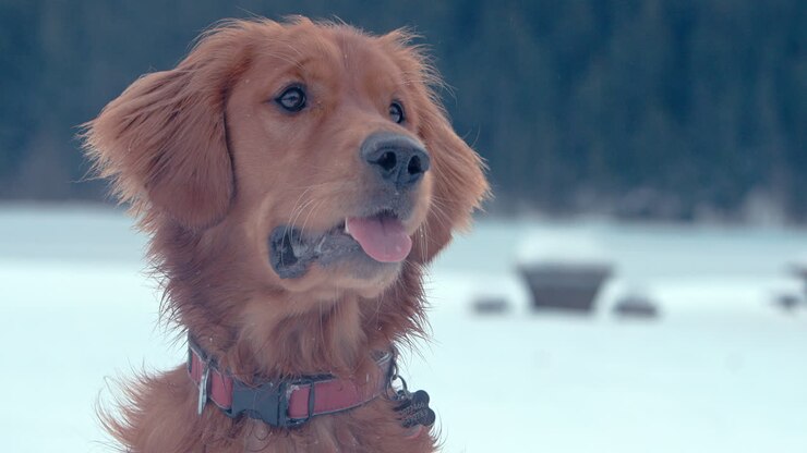 Golden Retriever sorridente in un ambiente boschivo invernale