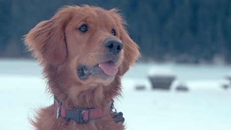 golden retriever smiling in winter forest setting