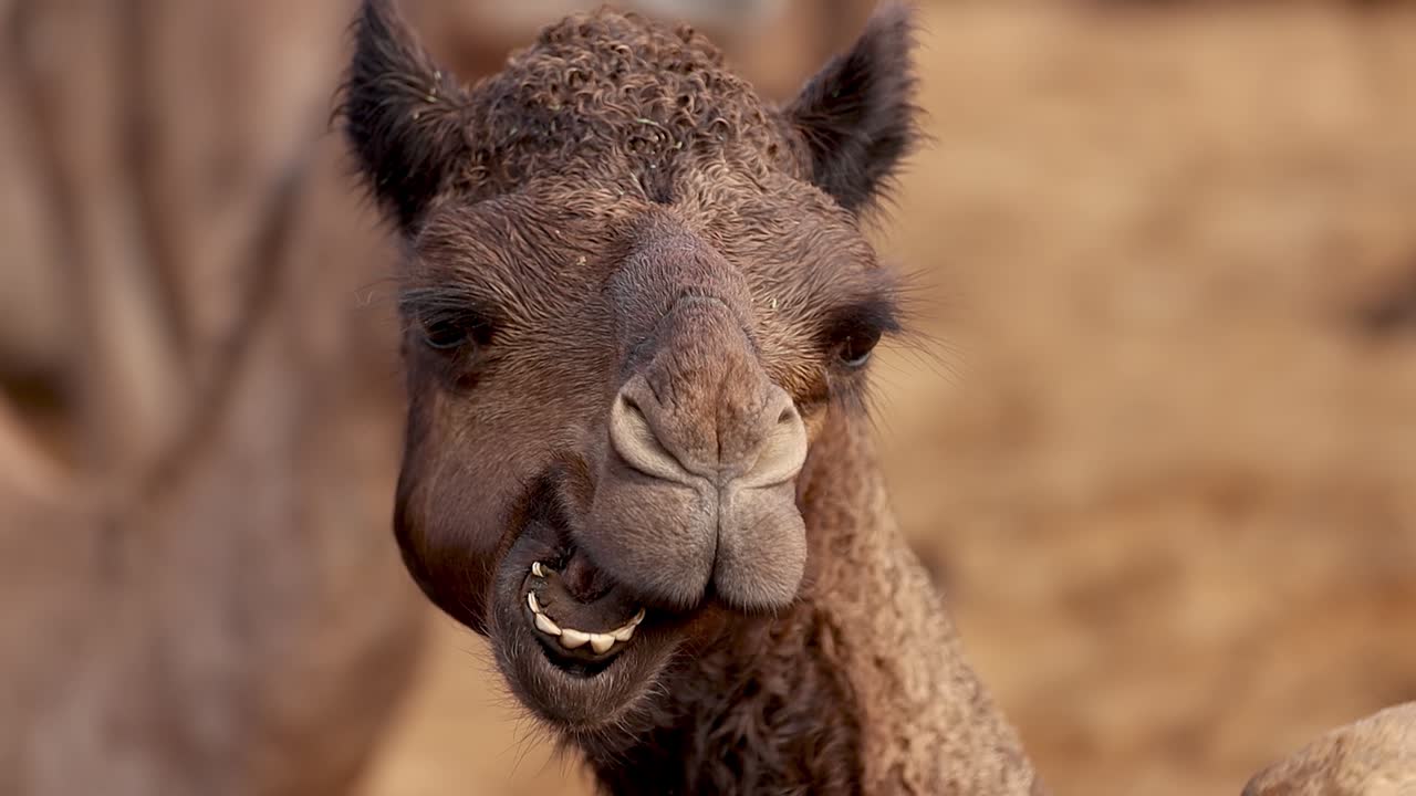 camellos en cámara lenta en la feria de pushkar, también llamada feria de camellos de pushkar o localmente como kartik mela es una feria anual de varios días de ganado y cultural que se celebra en la ciudad de pushkar rajasthan, india.
