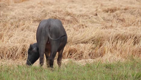 Water-Buffalo,-Bubalus-bubalis,-4K-Footage