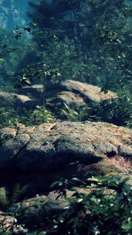una gran roca en un bosque