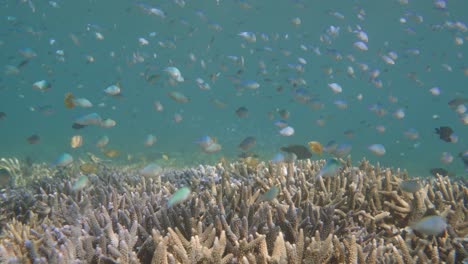 印尼科莫多國家公園的珊瑚礁上游泳的小魚群