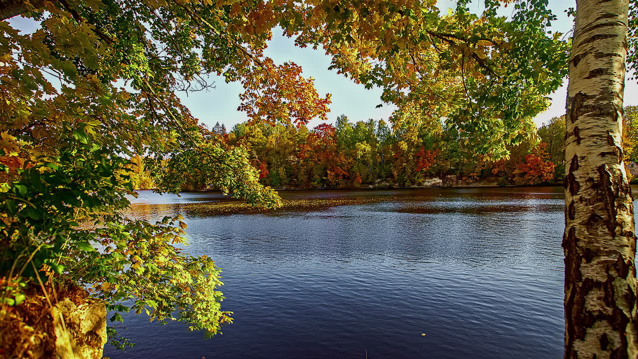 가을 단풍 동안 호수나 강 기슭을 따라 바람에 흔들리는 나무 잎