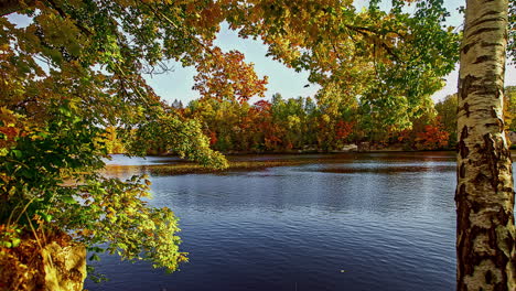 Vom-Wind-Geschüttelte-Baumwedel-Entlang-Der-Ufer-Eines-Sees-Oder-Flusses-Während-Der-Herbstlichen-Laubfärbung