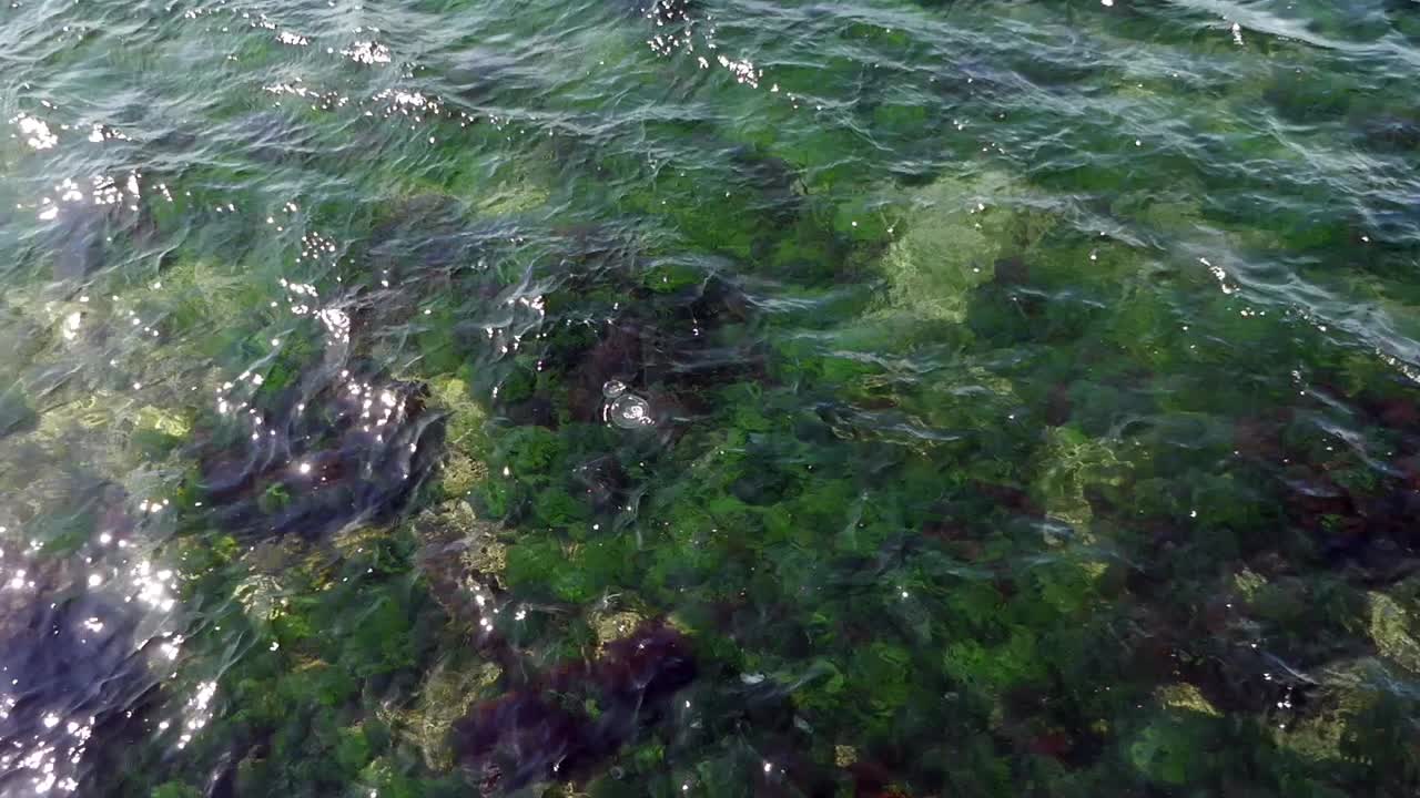 Acqua di mare limpida e poco profonda con alghe e rocce