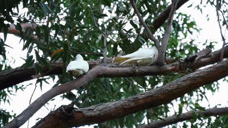 Paar-Kleine-Corella-Ruhten-Tagsüber-Auf-Ästen-Im-Kurnell-National-Park-In-New-South-Wales,-Australien