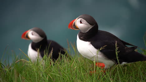 wild atlantic puffin seabird in the auk family in iceland.