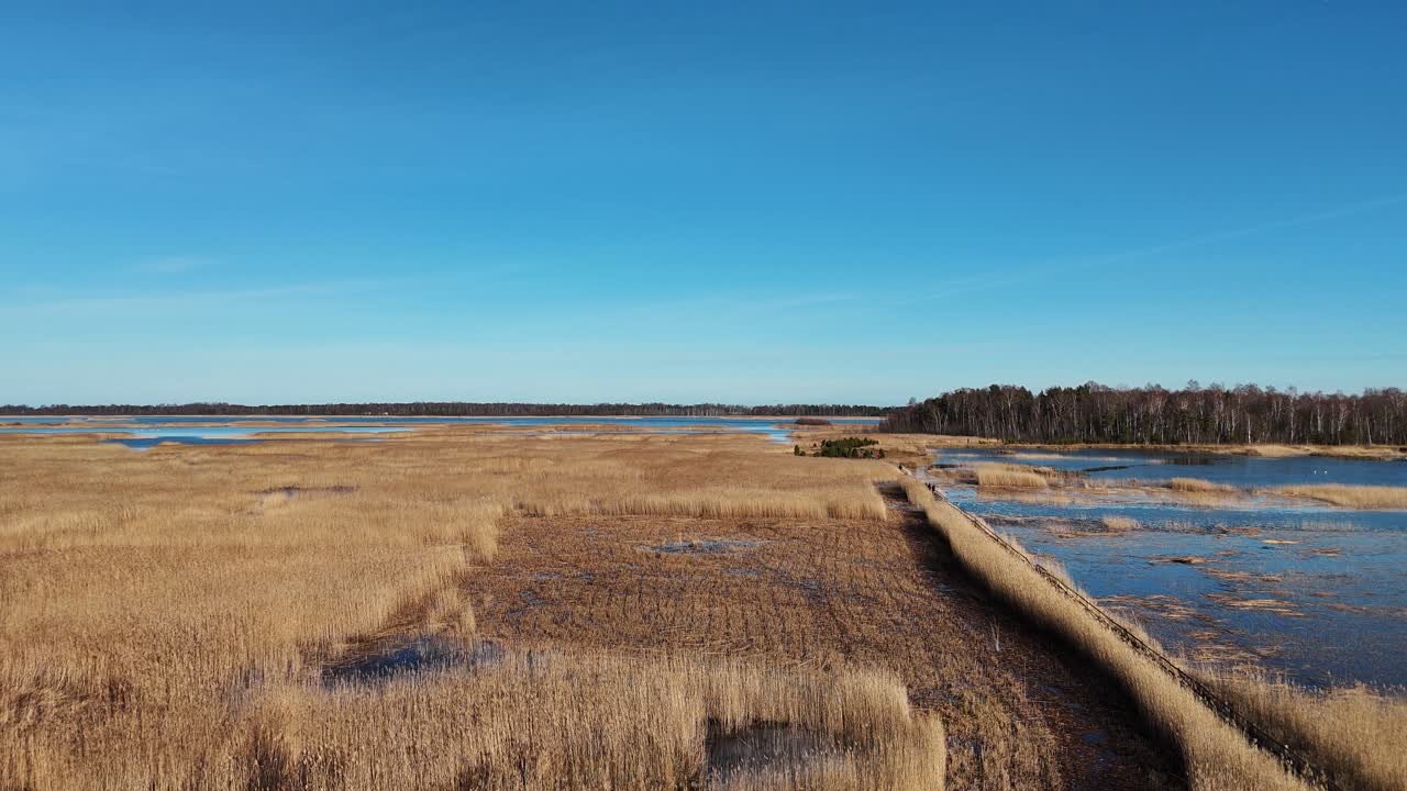 sendero de tablas de madera a través del lago kaniera cañas disparo aéreo de primavera lapmezciems, letonia