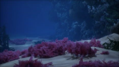 underwater coral reef with seaweed