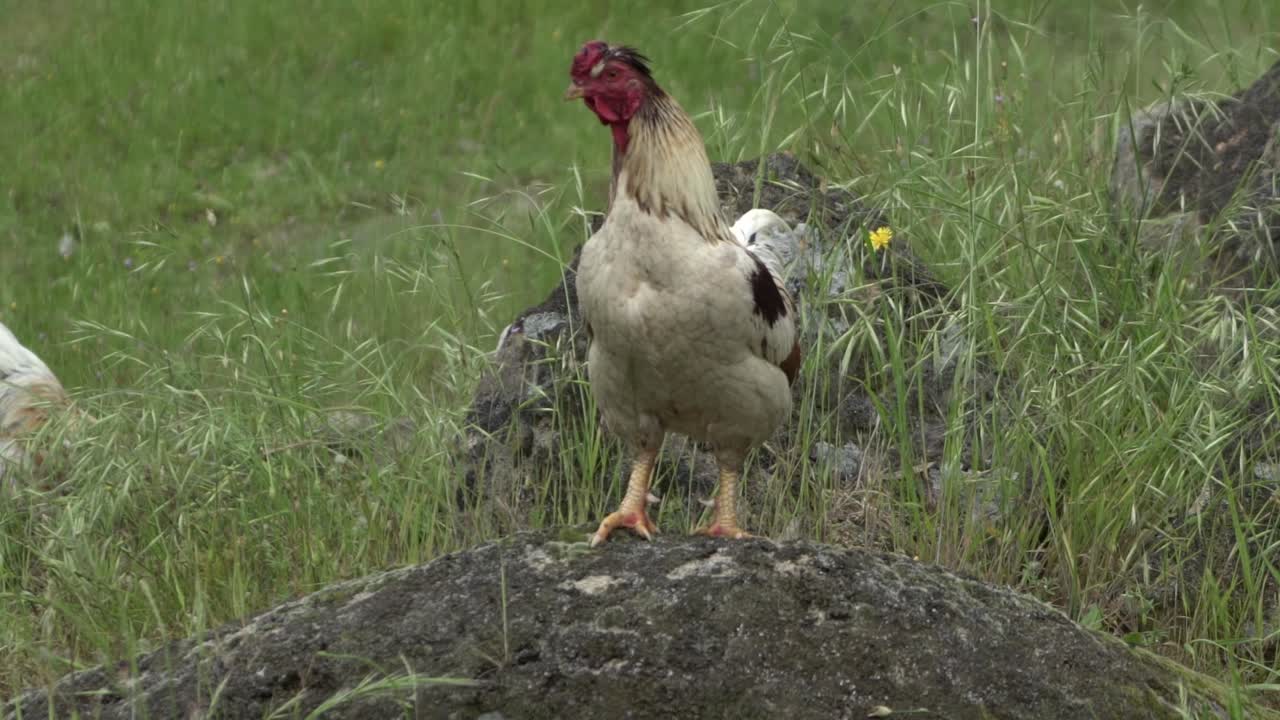 en la vida silvestre de la granja abierta natural gallina de pollo salvaje de pie sobre una roca