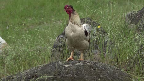 En-La-Vida-Silvestre-De-La-Granja-Abierta-Natural-Gallina-De-Pollo-Salvaje-De-Pie-Sobre-Una-Roca