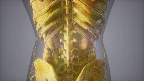 complete close-up view of the skeletal system with transparent body