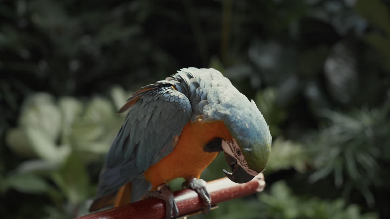 A majestic blue and yellow macaw rests on a branch amidst a lush tropical background with cinematic color grading
