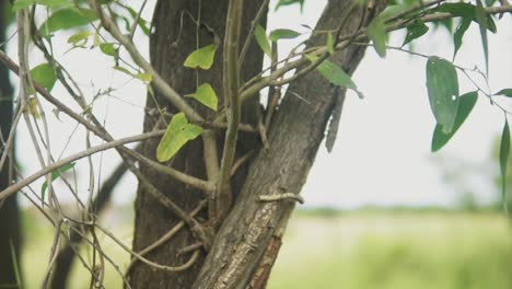 A-close-up-shot-tracking-up-the-trunk-of-a-tree,-the-bark-damaged-with-the-tree-wrapped-in-matted-climbing-vines,-India