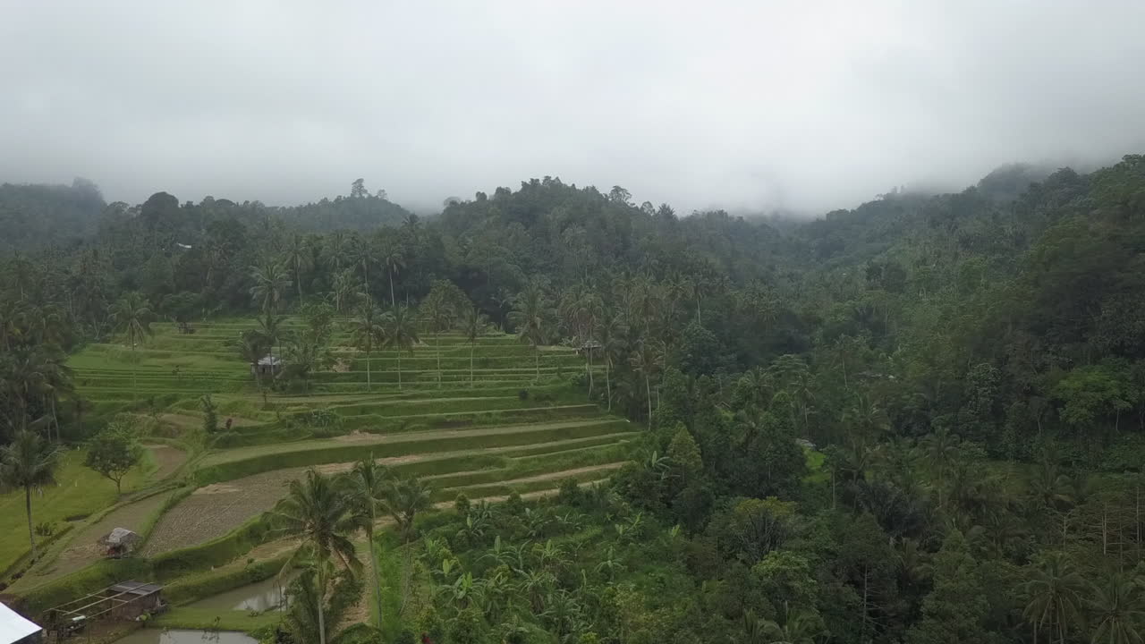 verde selva brumosa laderas de montaña en terrazas para arroz