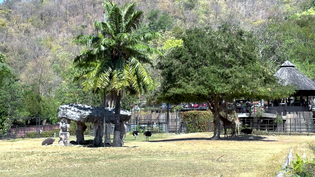 지라프 는 자연적 인 동물원 환경 에서 돌아다닌다