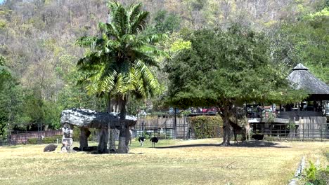 giraffes roam in a naturalistic zoo setting