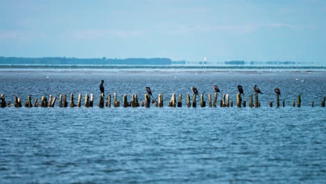 Pájaros-Negros-Posados-En-Los-Postes-De-Madera-Que-Sobresalen-Del-Agua-En-La-Costa-Danesa