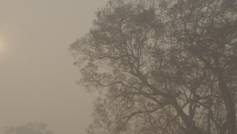 Humo-En-El-Paisaje-Del-Pantanal-Durante-El-Incendio-2020