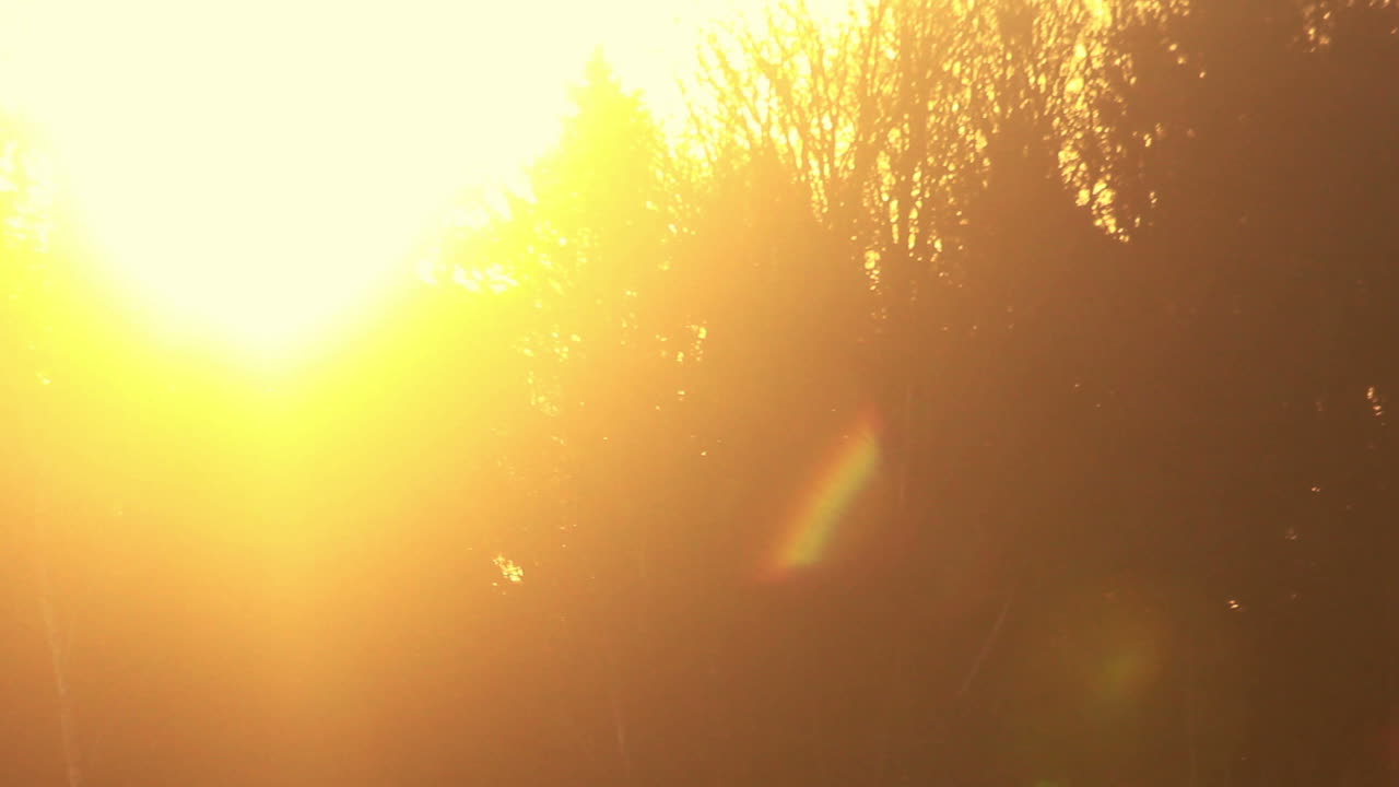 утренний восход солнца в лесу. солнечные лучи сияют через лес. утренний лес