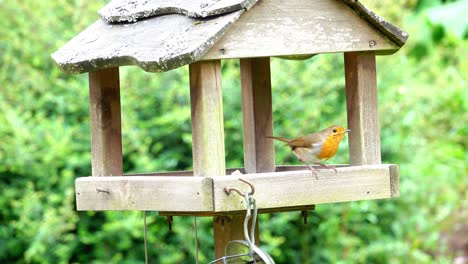 Robin-Alimentándose-En-Una-Mesa-De-Madera-Para-Pájaros,-Mostrando-Claramente-Su-Plumaje-Rojo.