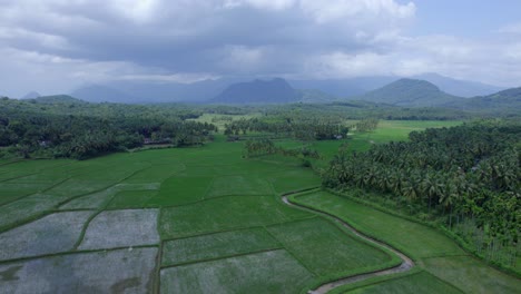 Campo-De-Arroz-Cielo-Nublado-Agricultura,-Capturó-El-Atractivo-Entorno-Lleno-De-Vegetación,-Un-Pueblo-Fronterizo-En-Palakkad,-Kollengode