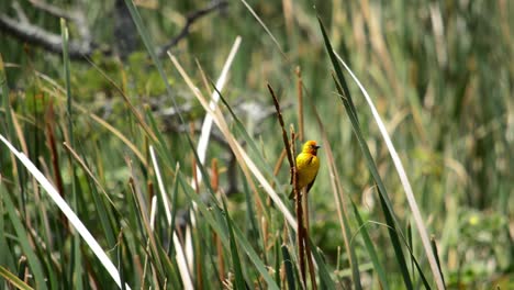 pájaro tejedor amarillo en una caña