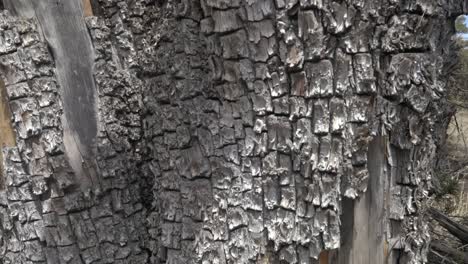 Close-up-on-unique-Alligator-Juniper-bark-in-Gila-Wilderness-New-Mexico