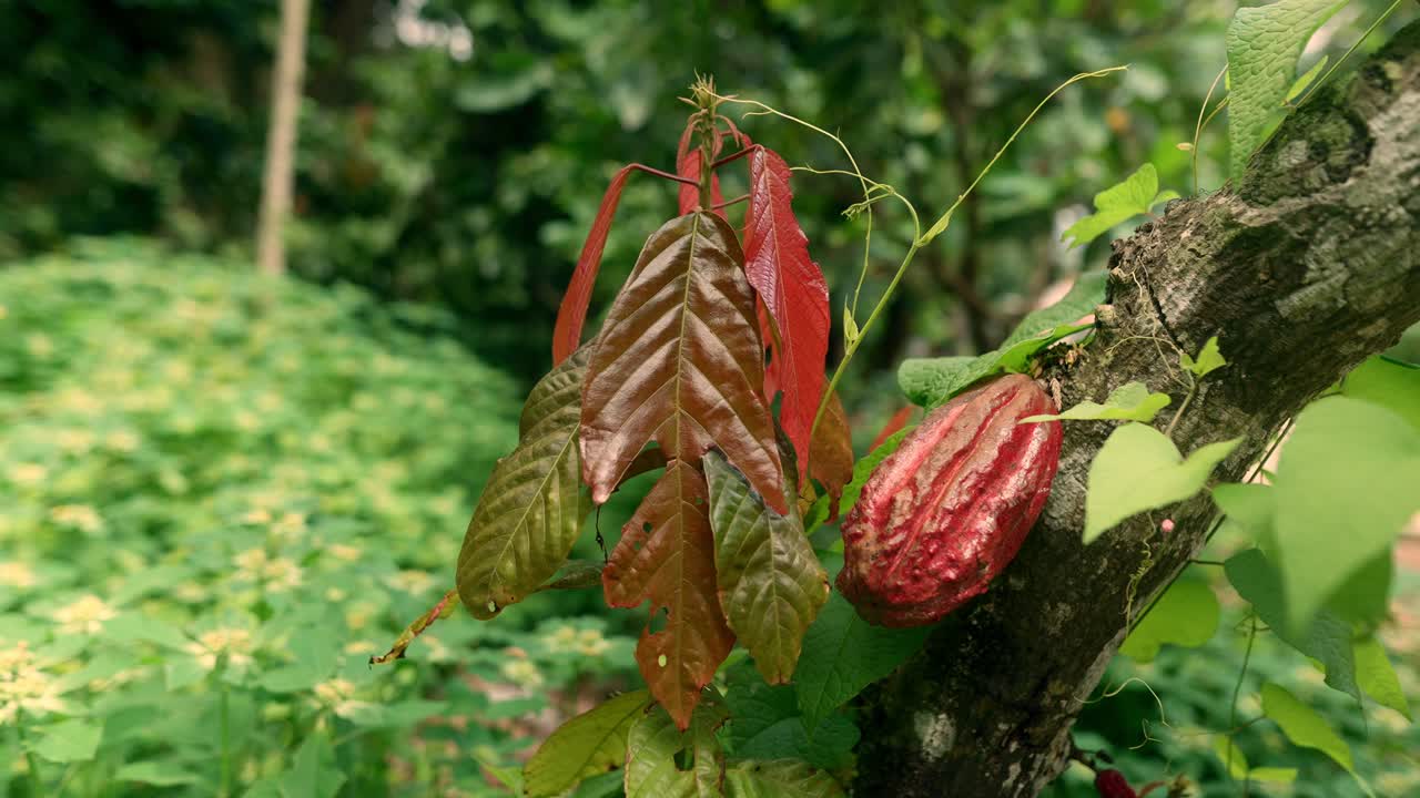 Close up fix view of a Wild and exotic cacao fruit hanging in a tree in the wilderness