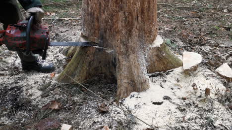 Close up of a lumberjack sawing down big pine with a chainsaw