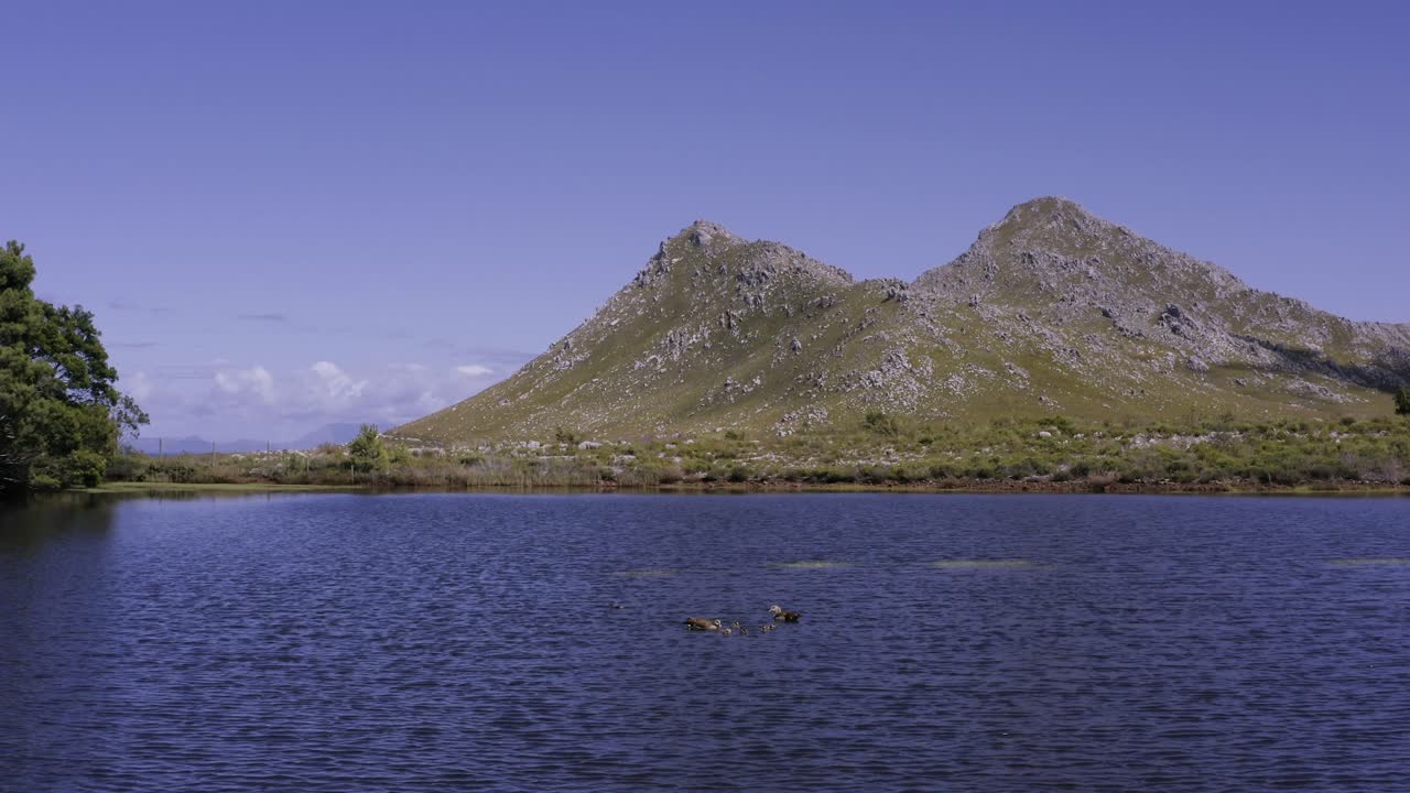 이집트 거위 가족이 4k 호수에서 수영하고 있습니다.