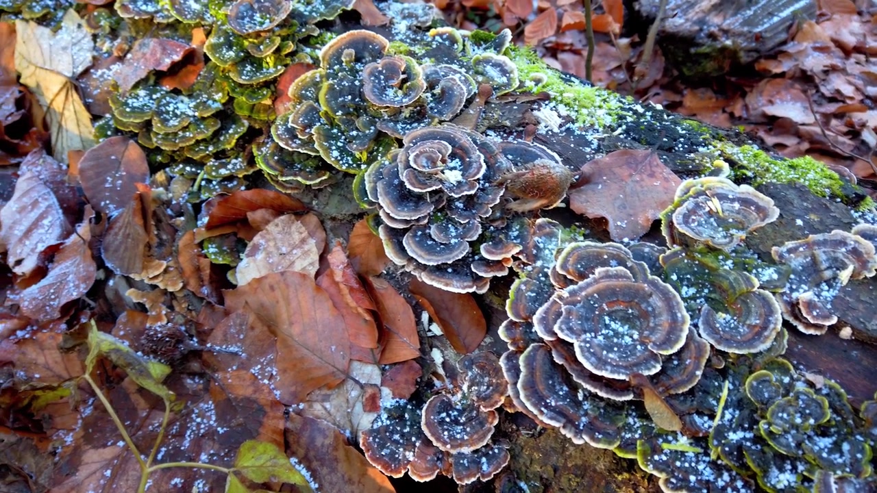 Funghi Trametes versicolor crescono su un albero caduto. Brina su un albero e sui funghi, riprese in una foresta invernale.