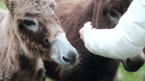 nurturing souls: woman engaging with donkeys, offering nourishment in natural surroundings