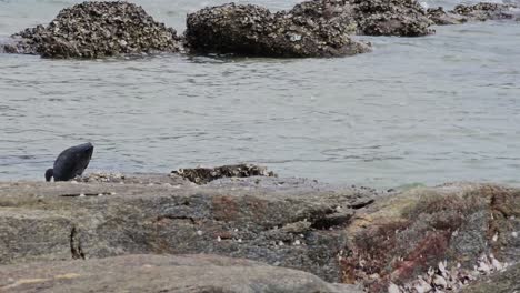 Pacific-Reef-Heron-Bird-Catches-Fish-and-Eat-Prey